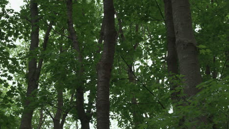 pair of great spotted woodpeckers