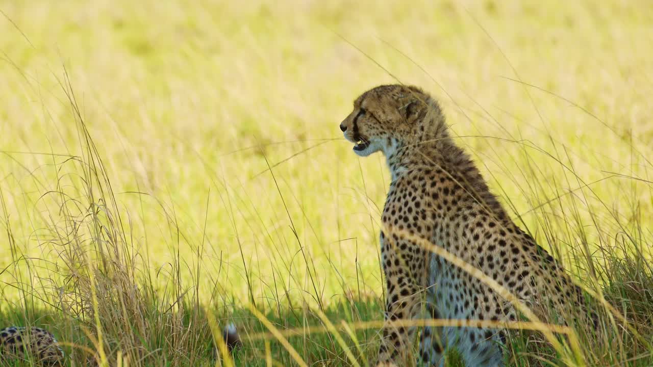 fotografía en cámara lenta de un guepardo solo bajo la sombra de un árbol de acacia refrescándose, lejos del brillante sol de kenia, vida silvestre africana en masai mara, kenia, áfrica animales de safari en masai mara