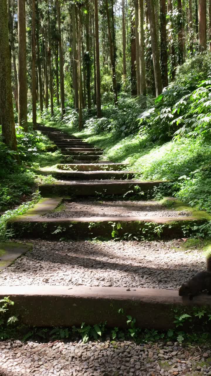 Vertical video of timber and gravel staircase going up an embankment Xitou Nature Education Area in Taiwan through old growth forest