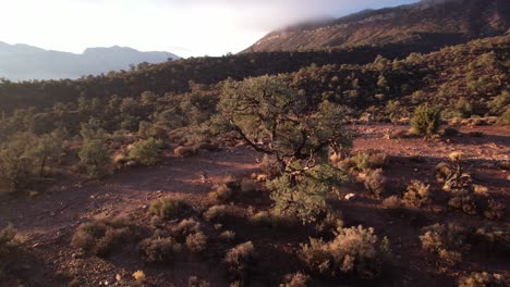 drone volar sobre lovell canyon road trail sendero de trekking para explorar montañas rojas formación rocosa paisaje escénico