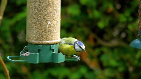 blue tit feeding on sunflower seeds