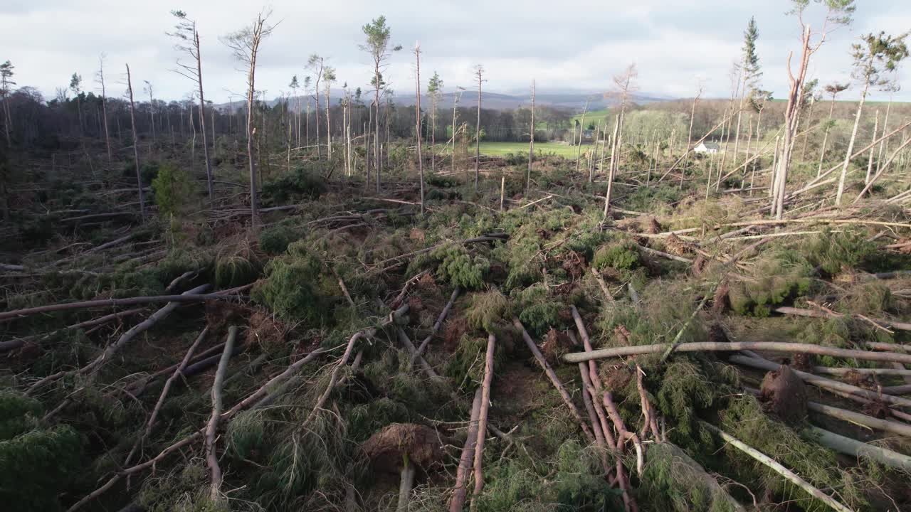 스코틀랜드에서 극심한 폭풍우가 몰아치는 동안 삼림 농장에서 모두 뿌리째 뽑힌 부러진 소나무의 황폐한 숲을 천천히 비행하는 영화 같은 공중 드론 영상