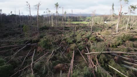 imágenes cinematográficas de drones aéreos que vuelan lentamente a través de un bosque devastado de pinos rotos que han sido arrancados de raíz en una plantación forestal durante una tormenta extrema en escocia