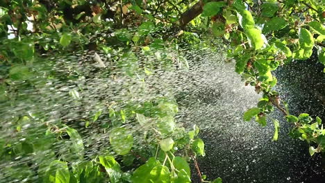 slow sprinkler hitting sun beam