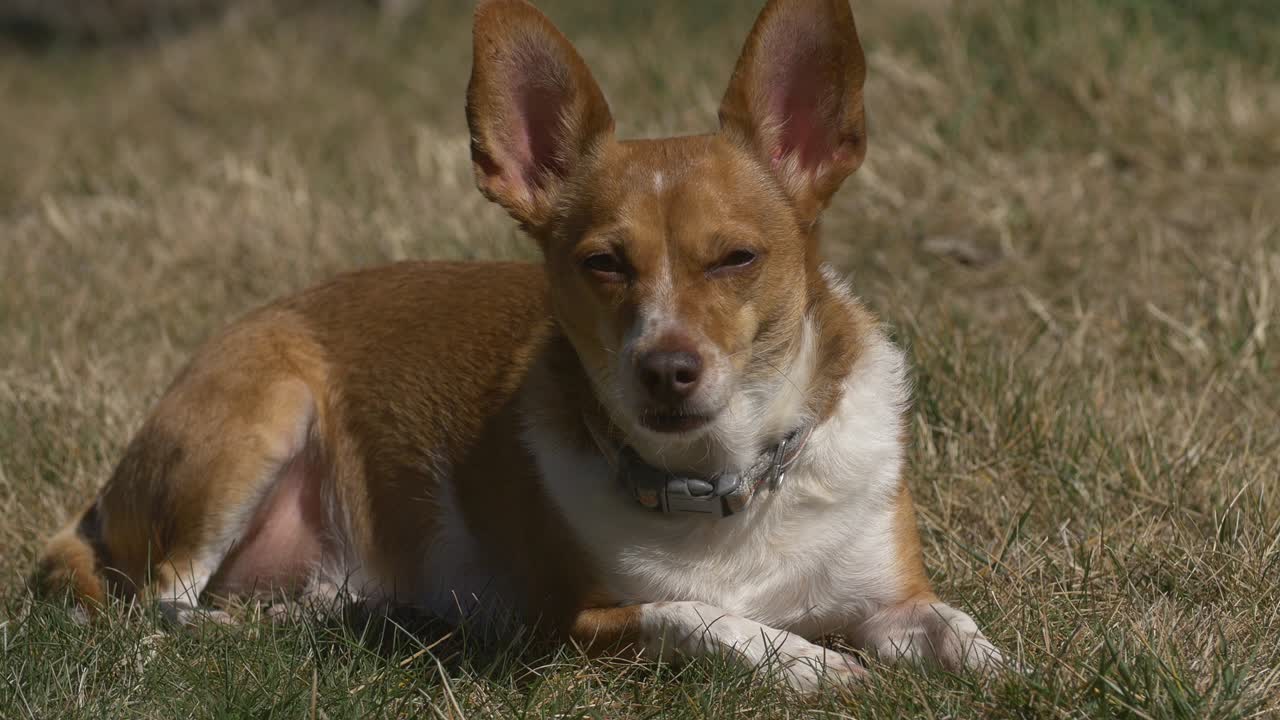 perro durmiendo a la luz del sol