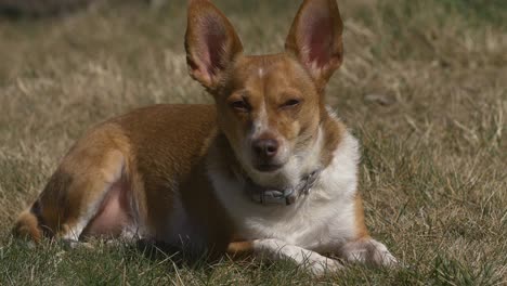 sleeping dog in the sun light