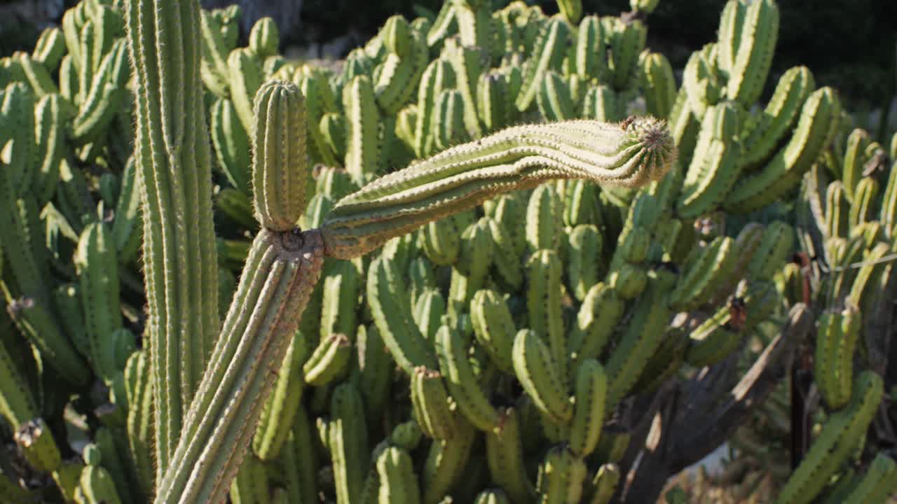 Close up green cactus with yellow spines within a desert environment, city park in Barcelona, Montjuic. African background