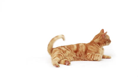 cute cat lying alone