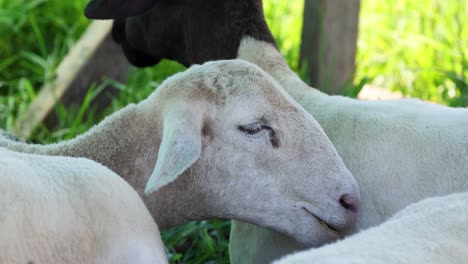 sheep relaxing outdoors, eyes closed, serene