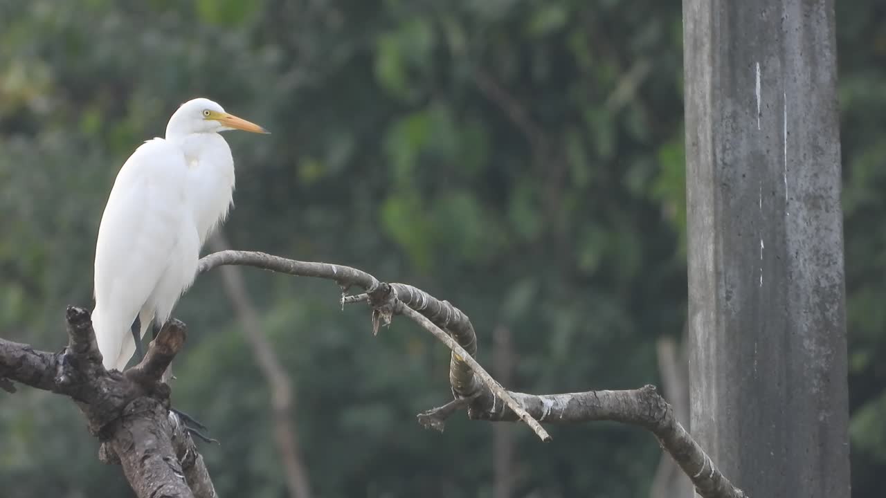 una garza relajándose en un árbol - blanca