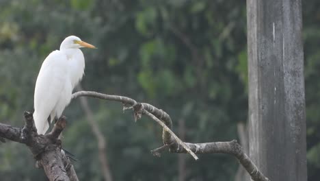 heron relaxing on tree - white