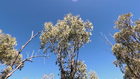 eucalyptus trees swaying under clear blue sky