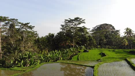 Campo-De-Arroz-En-Bali-En-Una-Mañana-Brumosa-Con-Agua