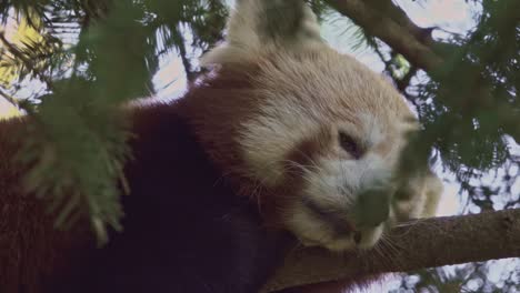 red panda rest on a tree