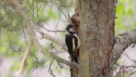 great spotted woodpecker bird on a tree looking for food. great spotted woodpecker (dendrocopos major) is a medium-sized woodpecker with pied black and white plumage and a red patch on the lower belly