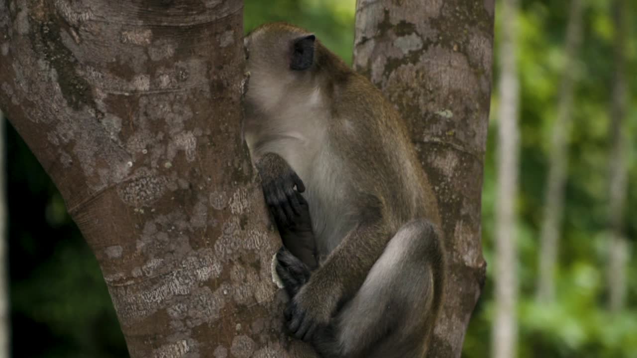 mono macaco bostezando y mostrando sus colmillos mientras está sentado en un árbol en la isla de pulau ubin, singapur