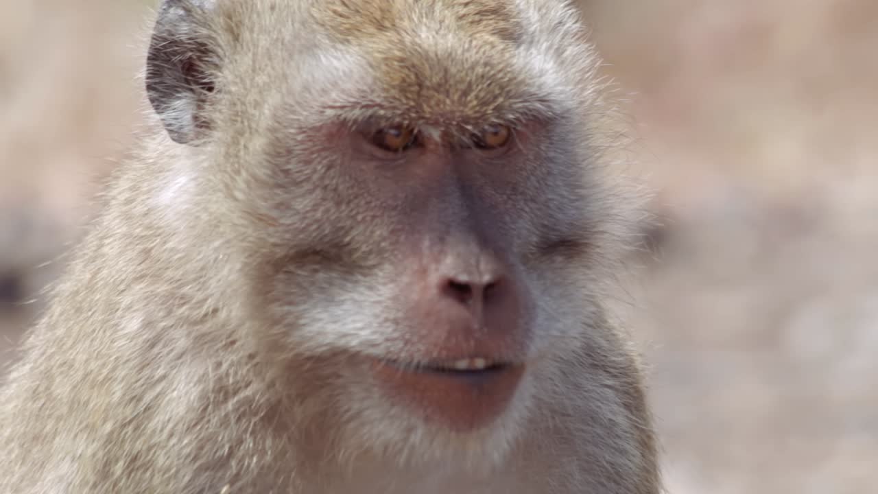 cerca de la cara de un mono en el parque nacional baluran java indonesia
