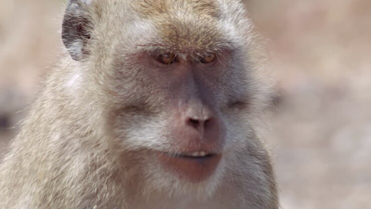 Close Up on face of Monkey in Baluran National Park Java Indonesia