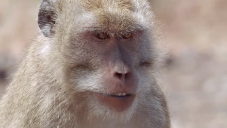 close up on face of monkey in baluran national park java indonesia