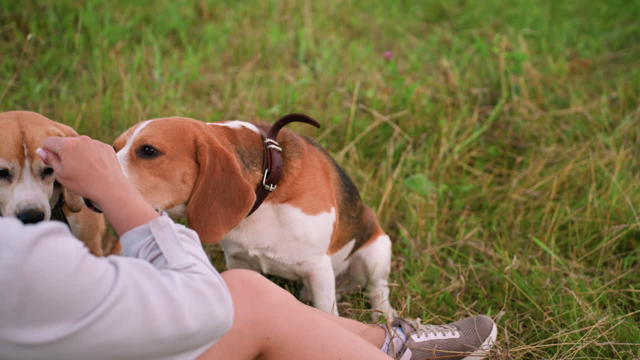 Dog owner feeding one of her dogs while another dog eagerly brings nose closer to her hand for a treat, showcasing bonding moment in grassy outdoor field, dogs show interest and excitement