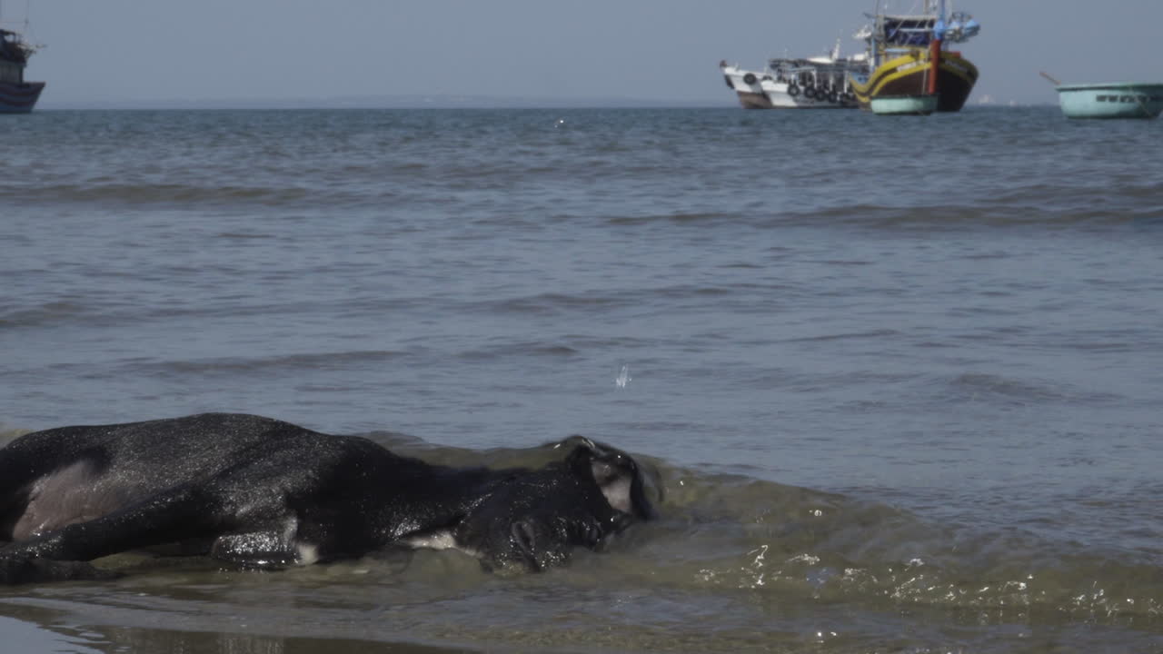 낮 동안 해변가에서 죽은 길 잃은 개