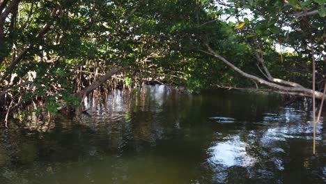 primavera en el sur de florida, naturaleza, vegetación