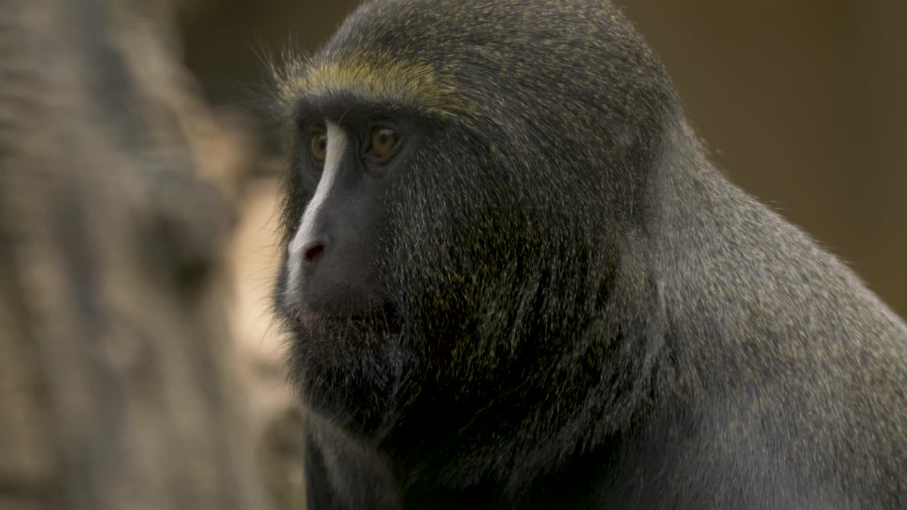 primer plano de un curioso mono con cara de búho mirando alrededor en los bosques tropicales de la cuenca del congo