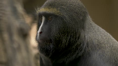 close-up of a curious owl-faced monkey looking around in the tropical forests of congo basin