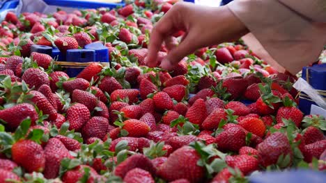 close up of red strawberries in a market, hand picking one from a pile