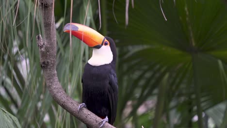 Static-shot-of-a-common-toucan-perching-on-a-branch-at-a-rainy-day
