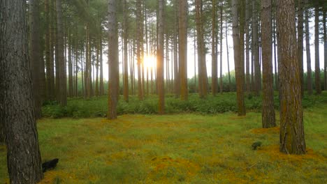 Goldener-Sonnenaufgang,-Der-Vor-Dem-Herbst-Hinter-Dem-Nadelwald-Seinen-Höhepunkt-Erreicht