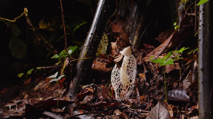 Sjælden Phallus indusiatus svamp med sommerfugle, der spiser af dens indviklede net på skovbunden i Perus Amazonas.