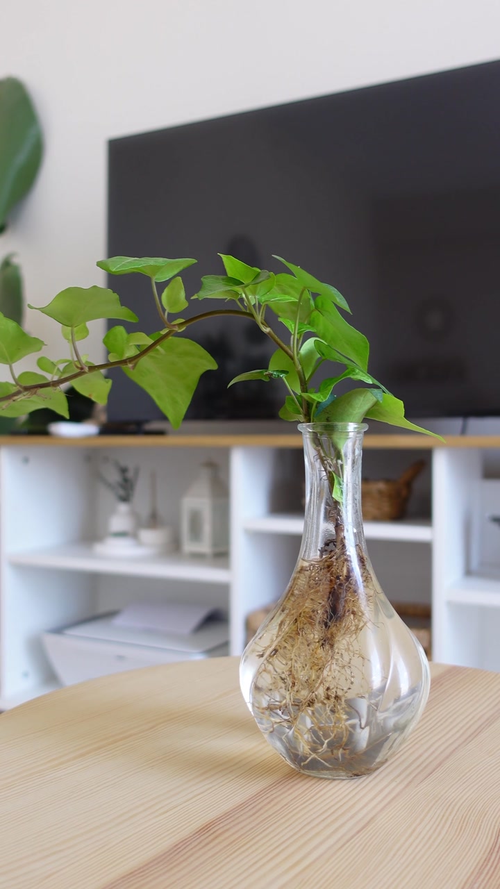 Green Plant with Roots Growing in Water in a Glass Vase