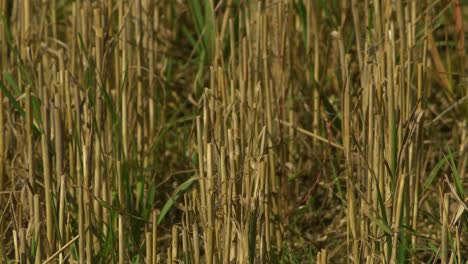 straw stubble on the meadow