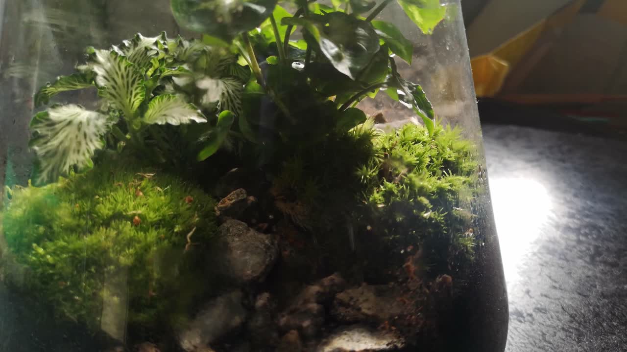 유리 플라스크 천연 이끼 테라리움 미니어처 성장하는 식물 생태계가 왼쪽으로 밀어 넣습니다.