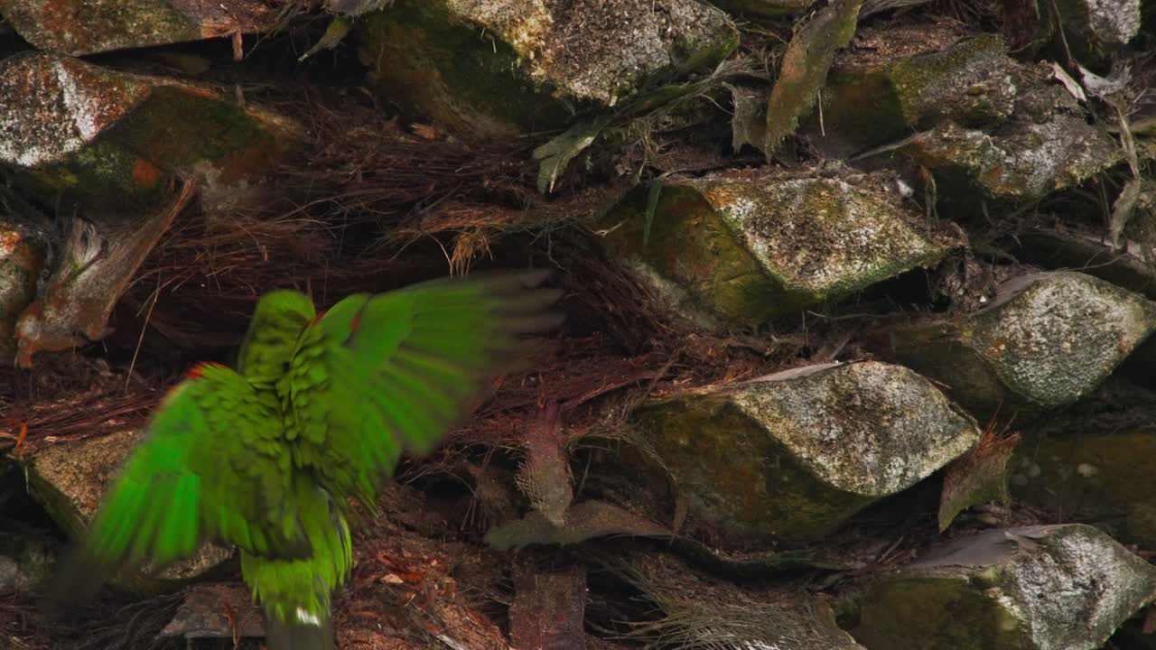 Red-masked parrot near nest on palm tree, Miraflores, Lima, Peru