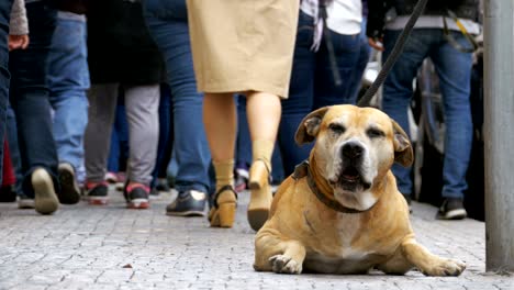 faithful miserable dog lying on the sidewalk and waiting owner. the legs of crowd indifferent people pass by