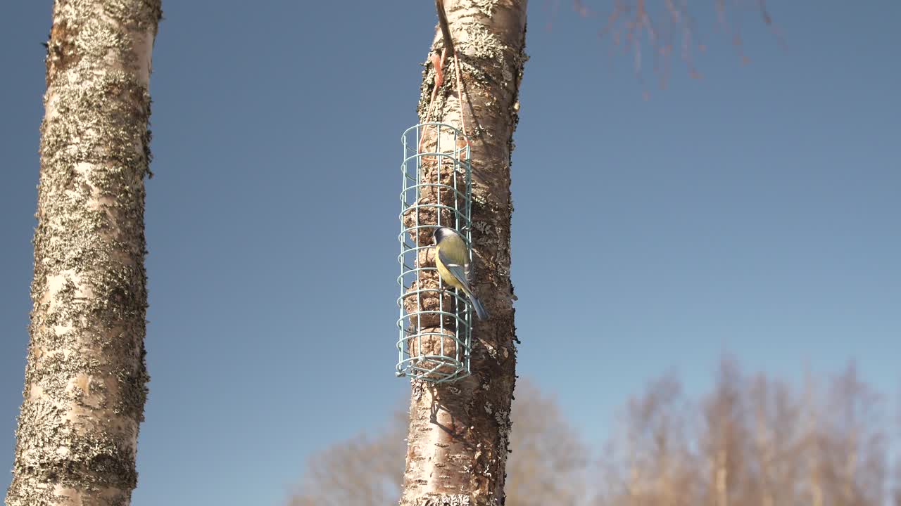 Blue Tit Bird Fly In And Lands On Feeder Hanging On Birch Tree, Static View  Free Stock Video Footage Download Clips