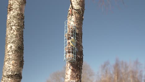 Blue-tit-bird-fly-in-and-lands-on-feeder-hanging-on-birch-tree,-static-view