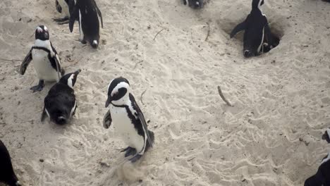 Medio-De-Un-Pingüino-Africano-Caminando-Rodeado-De-Otros-En-La-Playa-De-Cantos-Rodados-En-Ciudad-Del-Cabo