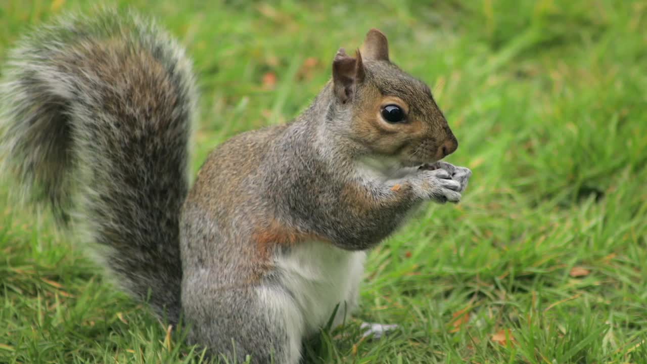 Scoiattolo grigio che mangia una noce nell'erba del giardino al rallentatore, primo piano, poi cerca altro cibo di giorno. Borehamwood, Hertfordshire, nord di Londra, Regno Unito