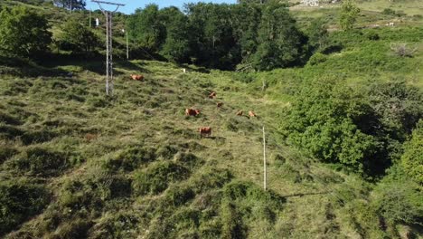 cows grazing in the meadows of northern spain