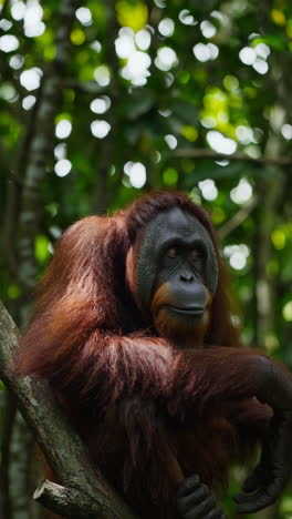 orangutan in a jungle tree