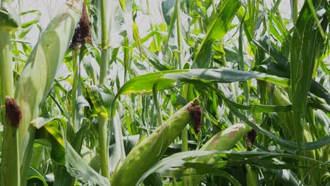 corn field, mature green plants, maize, sweet corn cob, agriculture