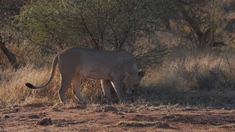 Lioness-sniffing-around-savannah-bush,-searching-ground-with-her-paw