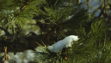 branch of a white pine with a clump of snow on it during a sunny winter day in maine