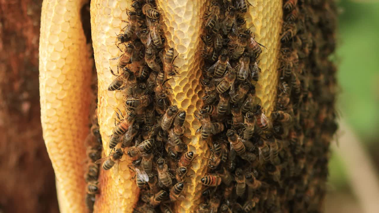 multitud de una colmena en un panal de miel que distingue una colonia de apis mellifera carnica salvaje o abejas melíferas occidentales con especímenes que van y vienen de la colmena