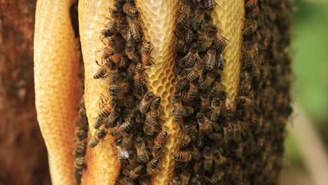 Multitud-De-Una-Colmena-En-Un-Panal-De-Miel-Que-Distingue-Una-Colonia-De-Apis-Mellifera-Carnica-Salvaje-O-Abejas-Melíferas-Occidentales-Con-Especímenes-Que-Van-Y-Vienen-De-La-Colmena