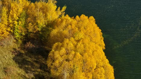 vivid golden yellow colored leaves on tree branches lakeside, aerial