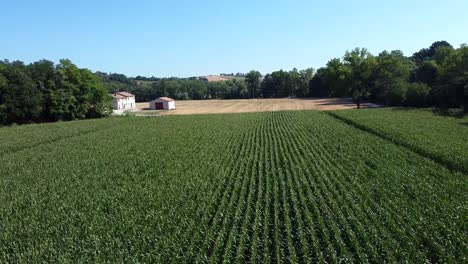 rural landscape with organic corn field and stone buildings on the background, aerial view